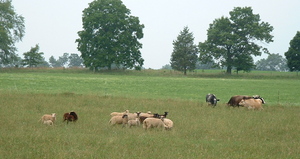 feldt sheep cows.jpg